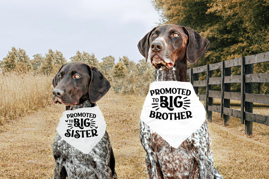 Sibling Dog Bandana, Promoted to Big Brother Dog Bandana, Promoted to Big Sister Dog Bandana, Maternity Photoshoot Prop